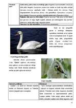 Referāts 'Liepājas pilsētvides ekosistēmu novērtējums', 14.