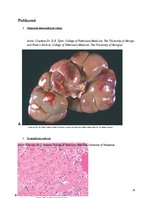 Referāts 'Nekroze', 24.
