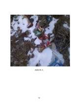 Referāts 'Meža piesārņojums', 38.