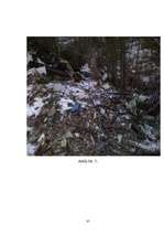 Referāts 'Meža piesārņojums', 41.