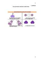 Referāts 'Ozona slānis un tā noārdošās vielas', 22.