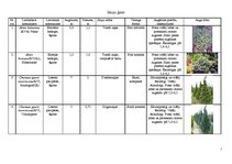 Konspekts 'Skujkoku ģints augu raksturojums', 1.