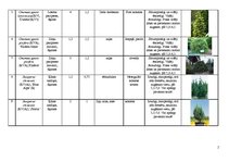 Konspekts 'Skujkoku ģints augu raksturojums', 2.