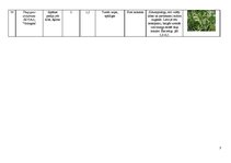 Konspekts 'Skujkoku ģints augu raksturojums', 7.