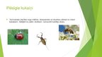 Prezentācija 'Kukaiņi - augu kaitēkļu iznīcinātāji', 2.