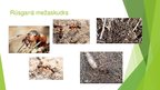 Prezentācija 'Kukaiņi - augu kaitēkļu iznīcinātāji', 11.