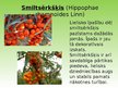 Prezentācija 'Introducētie augi', 8.