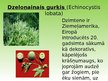 Prezentācija 'Introducētie augi', 12.