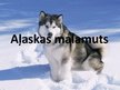 Prezentācija 'Aļaskas malamuts', 1.
