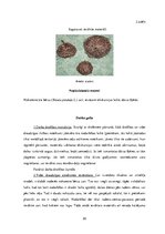 Diplomdarbs 'Uzskates līdzekļi bioloģijā - netradicionāla pieeja', 20.