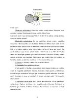 Diplomdarbs 'Uzskates līdzekļi bioloģijā - netradicionāla pieeja', 23.