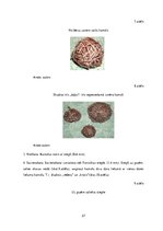 Diplomdarbs 'Uzskates līdzekļi bioloģijā - netradicionāla pieeja', 27.