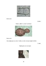 Diplomdarbs 'Uzskates līdzekļi bioloģijā - netradicionāla pieeja', 28.