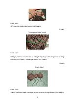 Diplomdarbs 'Uzskates līdzekļi bioloģijā - netradicionāla pieeja', 34.