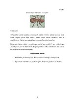 Diplomdarbs 'Uzskates līdzekļi bioloģijā - netradicionāla pieeja', 35.