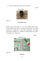 Diplomdarbs 'Uzskates līdzekļi bioloģijā - netradicionāla pieeja', 37.