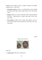 Diplomdarbs 'Uzskates līdzekļi bioloģijā - netradicionāla pieeja', 38.