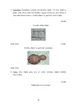 Diplomdarbs 'Uzskates līdzekļi bioloģijā - netradicionāla pieeja', 39.