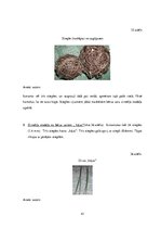 Diplomdarbs 'Uzskates līdzekļi bioloģijā - netradicionāla pieeja', 41.