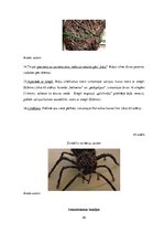 Diplomdarbs 'Uzskates līdzekļi bioloģijā - netradicionāla pieeja', 45.