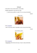 Diplomdarbs 'Uzskates līdzekļi bioloģijā - netradicionāla pieeja', 69.