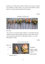 Diplomdarbs 'Uzskates līdzekļi bioloģijā - netradicionāla pieeja', 71.