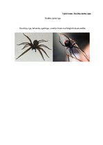 Diplomdarbs 'Uzskates līdzekļi bioloģijā - netradicionāla pieeja', 101.