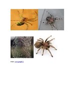 Diplomdarbs 'Uzskates līdzekļi bioloģijā - netradicionāla pieeja', 102.