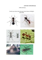 Diplomdarbs 'Uzskates līdzekļi bioloģijā - netradicionāla pieeja', 103.