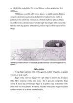 Referāts 'Antīkās Olimpiskās spēles', 9.