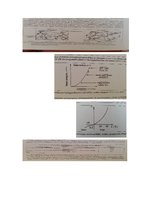 Referāts 'Skrimšļi', 1.