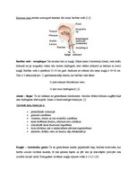 Referāts 'Gremošanas sistēma un stomas', 7.