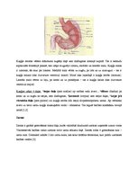 Referāts 'Gremošanas sistēma un stomas', 8.