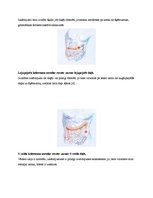 Referāts 'Gremošanas sistēma un stomas', 13.