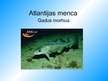 Prezentācija 'Atlantijas menca', 1.