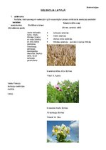 Konspekts 'Selekcija Latvijā', 1.