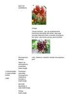 Konspekts 'Selekcija Latvijā', 4.