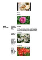 Konspekts 'Selekcija Latvijā', 8.