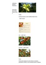 Konspekts 'Selekcija Latvijā', 10.