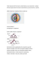 Konspekts 'Šūnu vairošanās', 5.