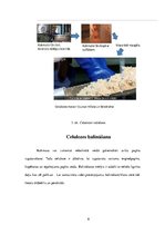 Konspekts 'Papīra ražošana', 8.