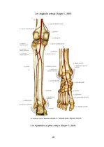 Referāts 'Apakšējo ekstremitāšu asinsrite un biežākie asins apgādes traucējumi', 29.