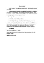 Konspekts 'Senās Austrumu kultūrvalstis', 4.