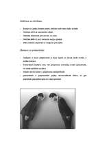 Referāts 'Japāņu biznesa etiķetes īpatnības', 6.