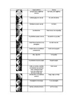 Konspekts 'Lata attēls un tā nozīme', 1.