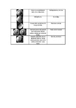 Konspekts 'Lata attēls un tā nozīme', 2.