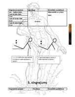 Referāts 'Vispārattīstošie vingrojumi sportā', 7.