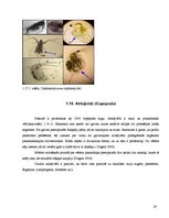 Referāts 'Sventes un Briģenes ezera zooplanktona vertikālais izvietojums', 22.