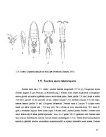 Referāts 'Sventes un Briģenes ezera zooplanktona vertikālais izvietojums', 23.