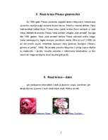 Referāts 'Rozā krāsa', 7.